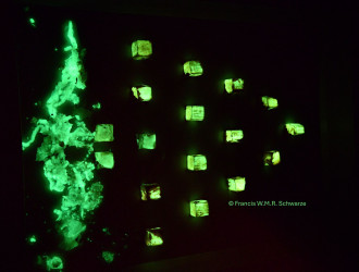StGallen machines medicine and mycelium a journey from algorithms to cancer research to bioluminescence