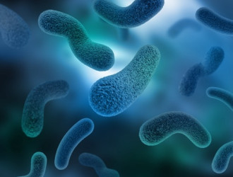 Body 32 Bacteria