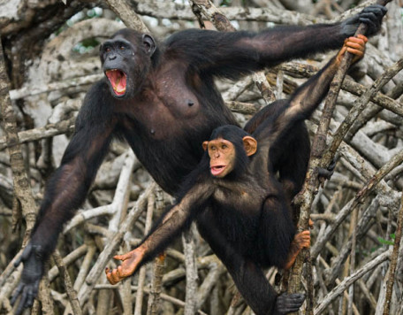 Earth 19 Chimps