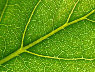 Earth 24 Leaf