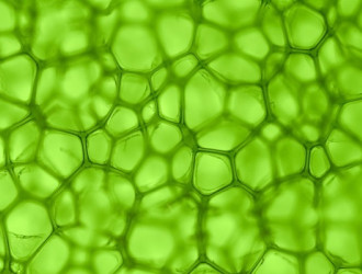 Misc 14 Green Structure