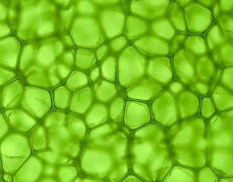 Misc 14 Green Structure