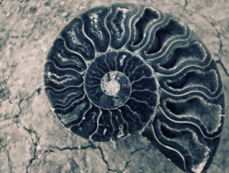 Soc 31 Fossil
