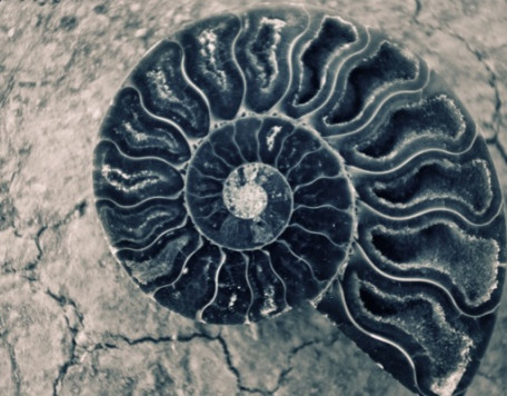 Soc 31 Fossil