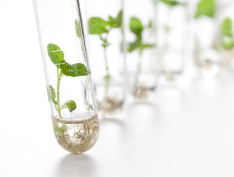 Tech 12 Test Tube Plants