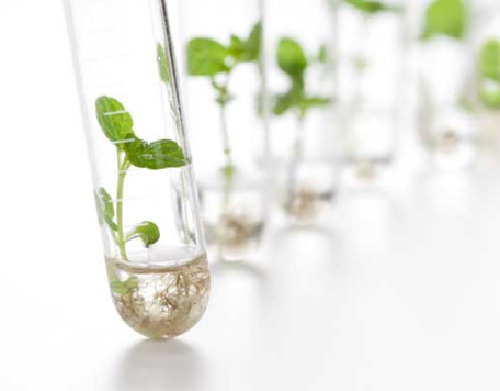 Tech 12 Test Tube Plants